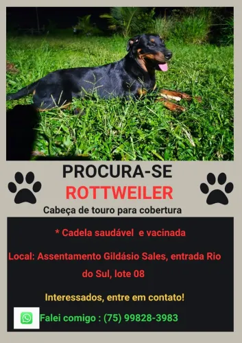 Procura-se ROTTWEILER macho cabeça de touro para cobertura 