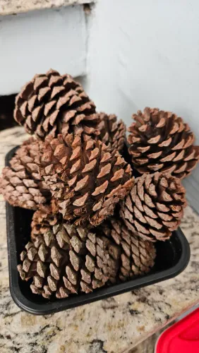 Pinha Natural