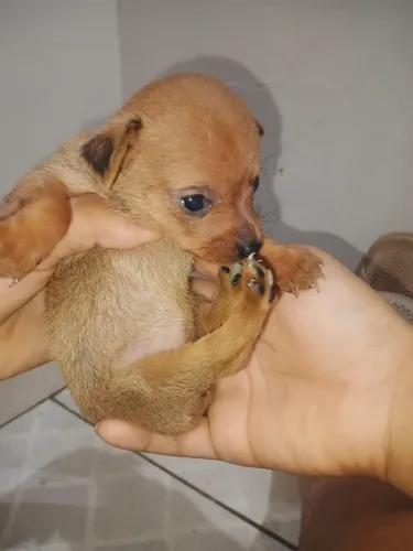 Vendo filhote de pinscher 
