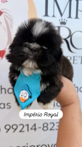Shihtzu Machinho Pretinho Sólido! Em até 10 x no cartão