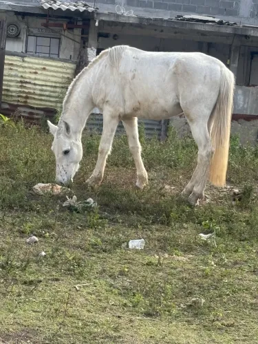 Vende-se ou troca-se 