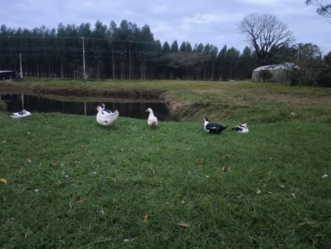 Patos a venda 