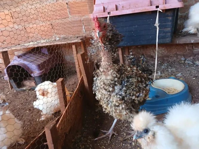 Frango caipira frizado