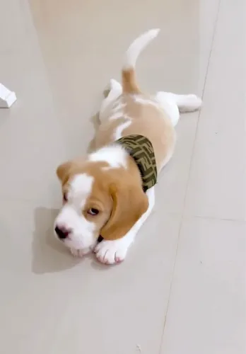 Beagle Um pet com jeito carinhoso e presença marcante