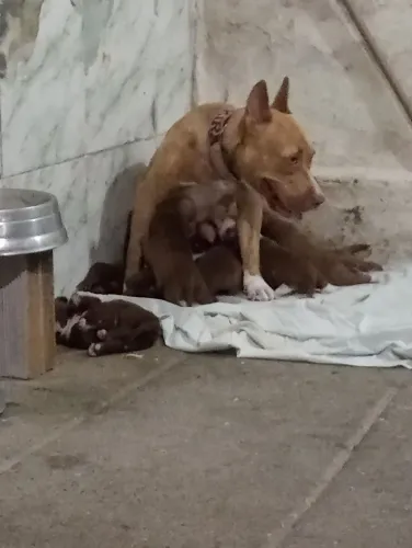 Pit bull a venda contato *61