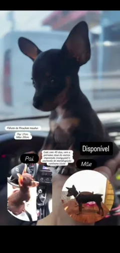 Cachorro pinscher