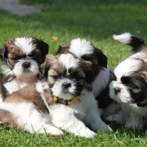 Filhotes de Shih Tzu | Filhotes com afeto genuíno.