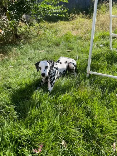 Dálmata Fêmea - pedigree CBKC para cruza