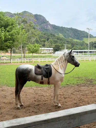 Cavalo marcha picada 3 anos - registrado