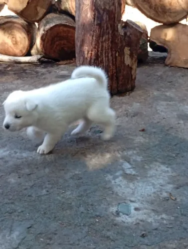 Cão akiita 