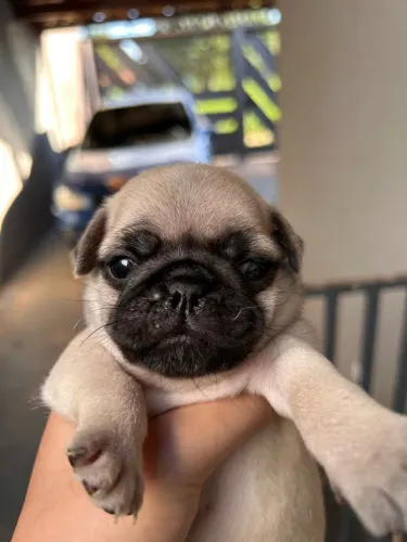 Filhotes de pug