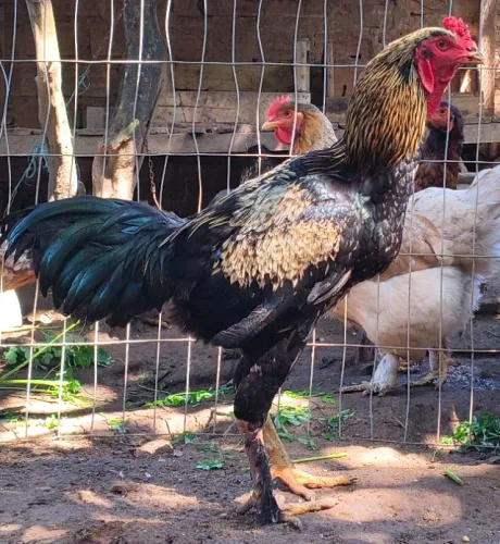 Galo Índio Gigante com galinha Brahma.