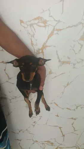 cachorro pinscher