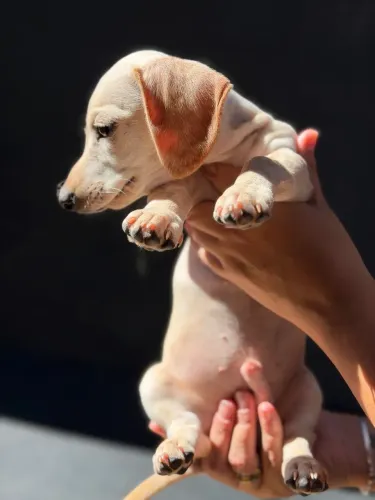Cachorro
