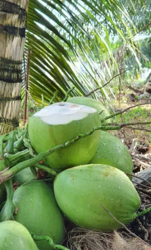 Coco verde 1 real água deliciosa