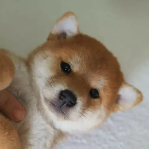 Shiba Inu