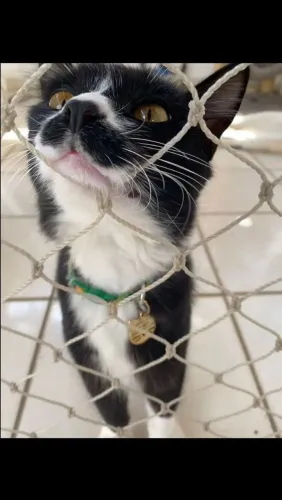 Telas de proteção para gatos
