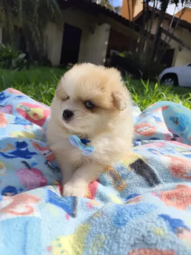 Spitz Alemão Lulu da Pomerânia Merle Olhos Azuis