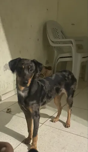 cachorro Rottweiler misturado 