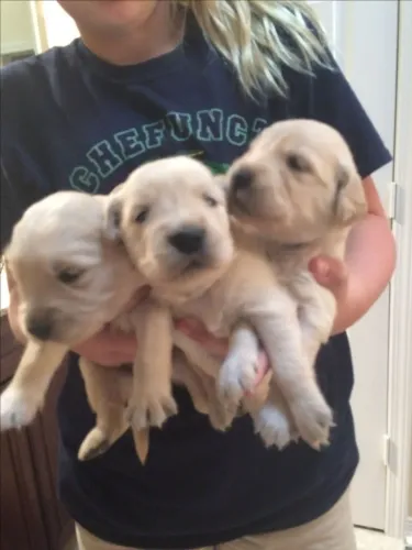 Golden retriever amoroso