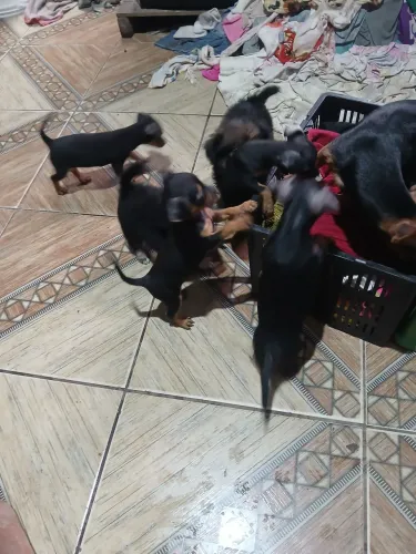 Vendo cachorro de raça 