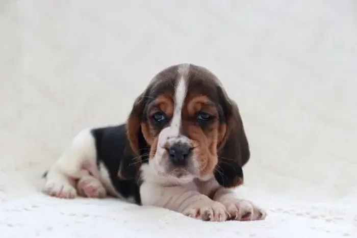 Basset Hound Machos e Femeas 