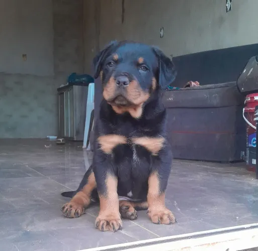 Cachorro raça rottweiler