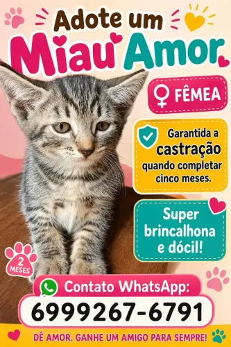 Doação de gatinha