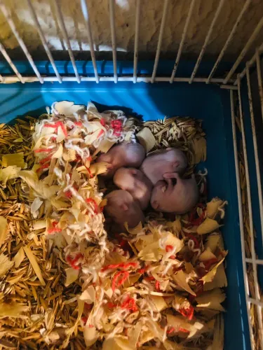 Hamsters Anão Russo À Venda.