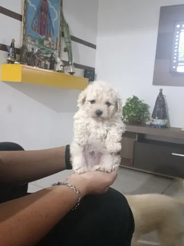 Vendo um filhote de poodle toy macho