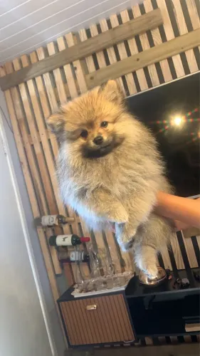 Animal