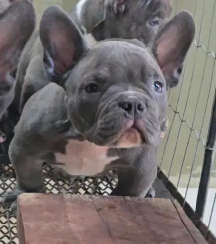 Filhote American Bully Nano