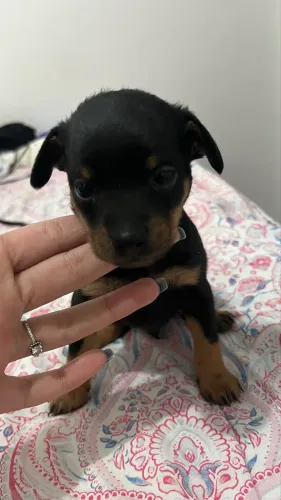 pinscher 