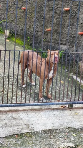 FILHOTES OLD ENGLISH BULLDOGGE × PIT MONSTER