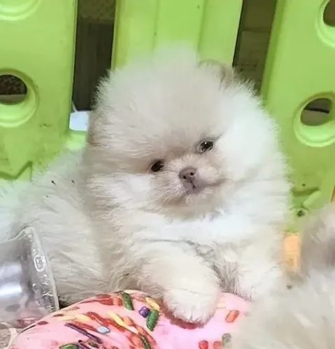 Lulu da Pomerânia anão