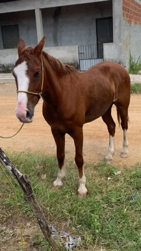 Vendo cavalo ?
