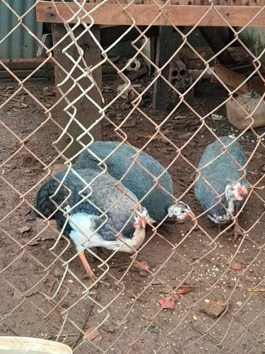 Galinha de angola