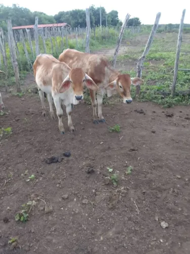 Vende se gado