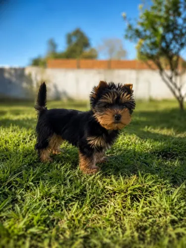Filhote macho Yorkshire terrier