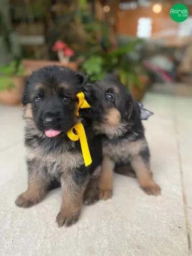 Pastor alemão Esse pequeno peludo quer fazer parte da sua história