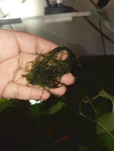 Plantas aquáticas. Plantas para aquário.