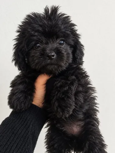 Filhote de poodle macho
