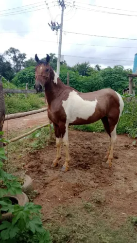 Vende se cavalo macha picada