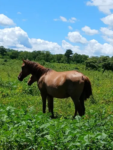 VENDO EGUA E POTRA!