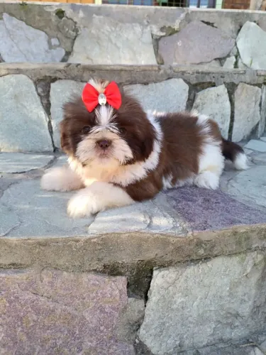 Lindas fêmeas de Shih tzu 