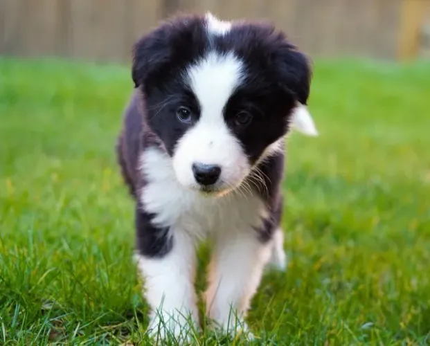 Border collie raça altamente inteligente 