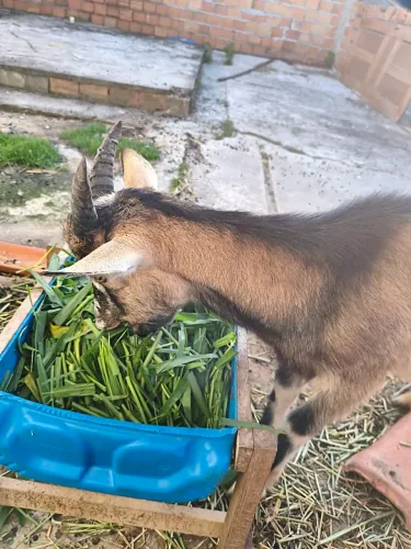 Cabrito jovem