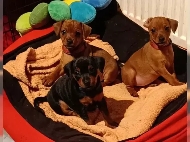 Filhotes de Pinscher/Pincher Micro Macho e Fêmea Vacinados São Paulo