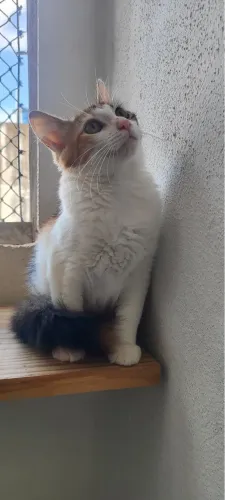Gata adoção responsável 