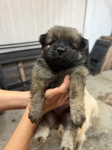 Vendo Chow Chow primitivo